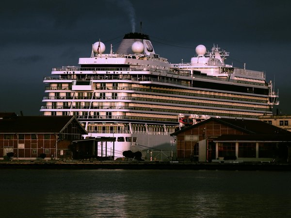 Où trouver des excursions en bateau pour observer les dauphins en Nouvelle-Zélande?